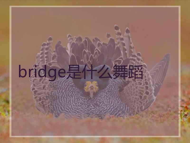 bridge是什么舞蹈
