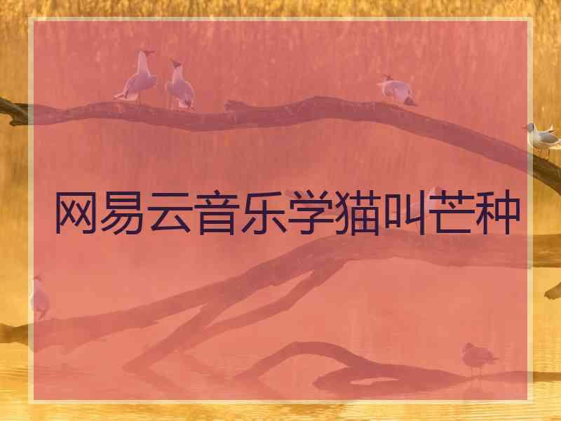 网易云音乐学猫叫芒种