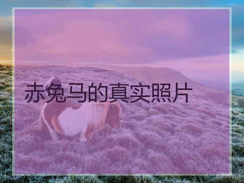 赤兔马的真实照片