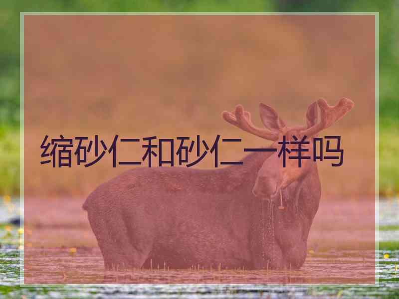 缩砂仁和砂仁一样吗
