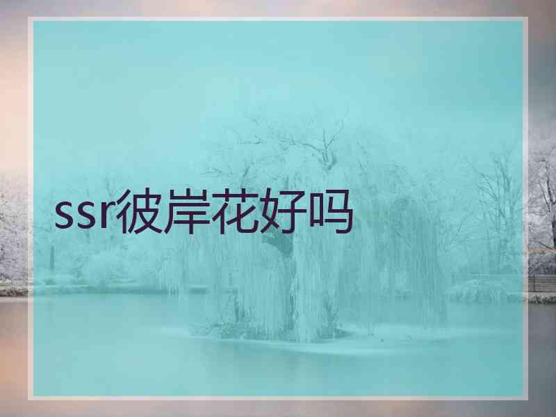 ssr彼岸花好吗