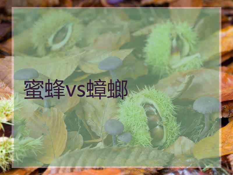 蜜蜂vs蟑螂