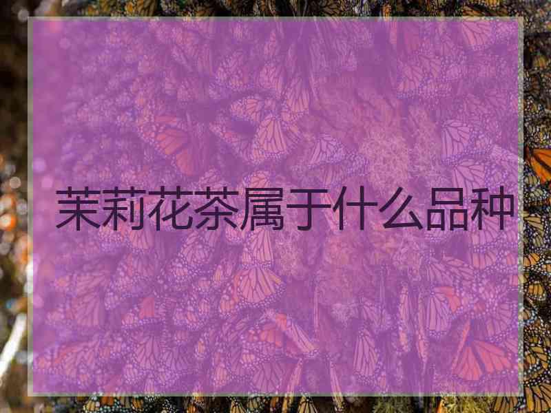 茉莉花茶属于什么品种