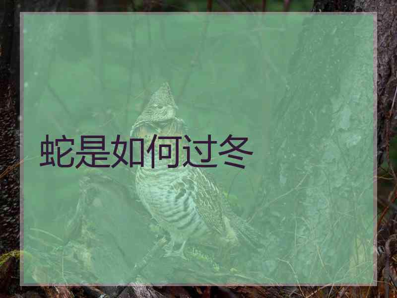 蛇是如何过冬