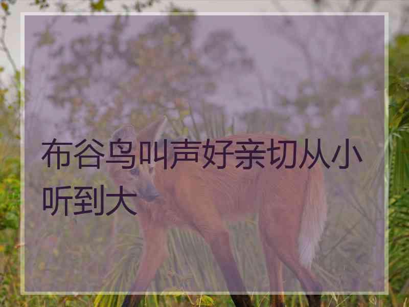 布谷鸟叫声好亲切从小听到大