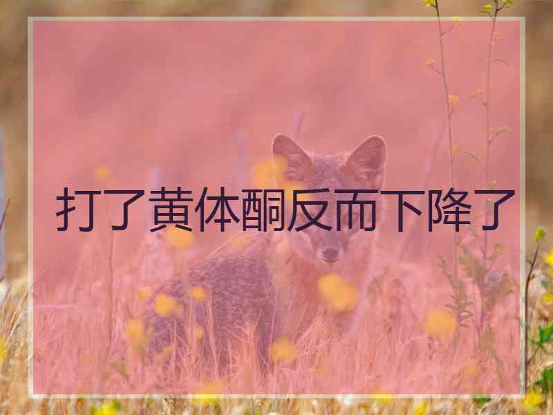 打了黄体酮反而下降了