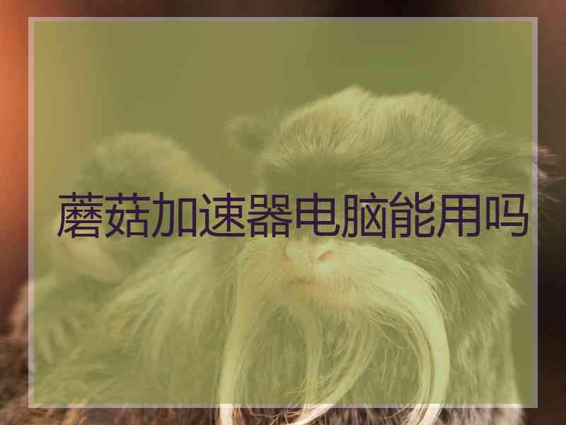 蘑菇加速器电脑能用吗