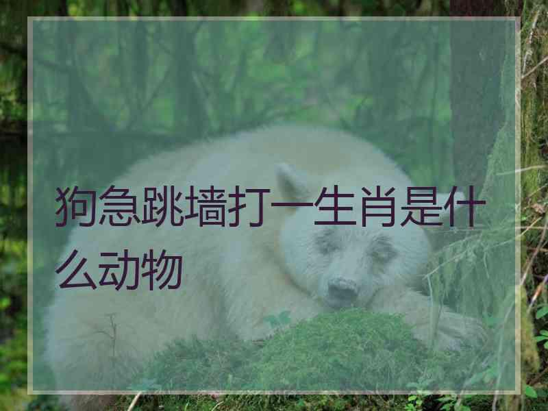 狗急跳墙打一生肖是什么动物