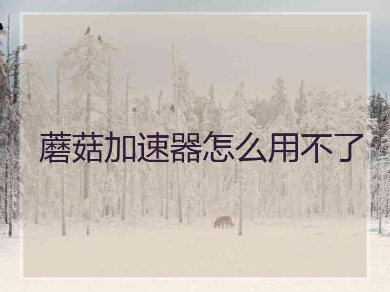 蘑菇加速器怎么用不了