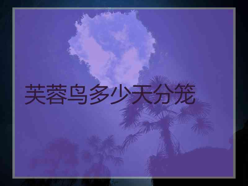芙蓉鸟多少天分笼