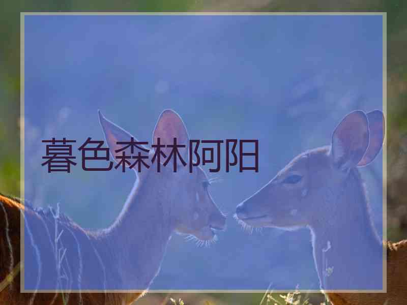 暮色森林阿阳