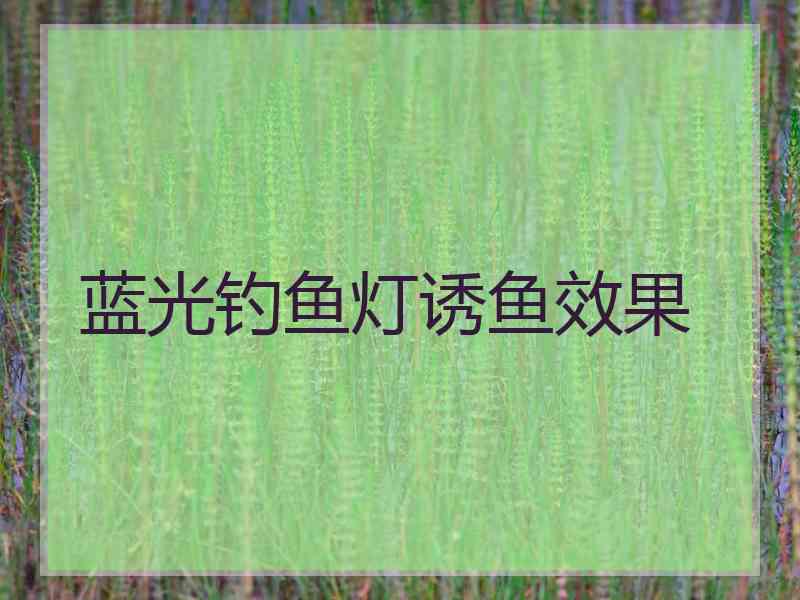 蓝光钓鱼灯诱鱼效果