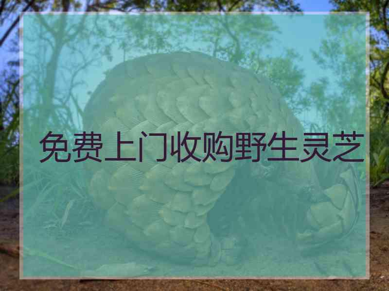 免费上门收购野生灵芝