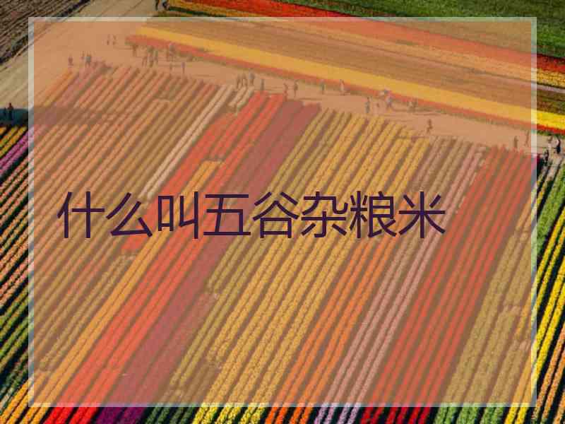 什么叫五谷杂粮米