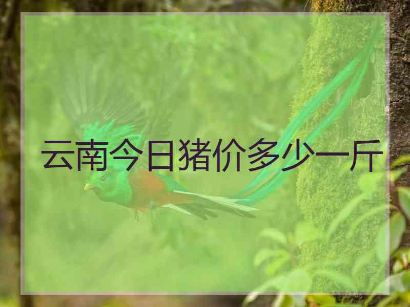 云南今日猪价多少一斤