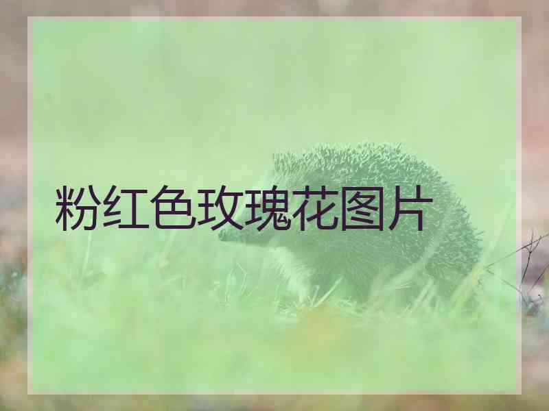 粉红色玫瑰花图片