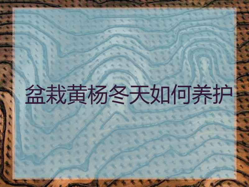 盆栽黄杨冬天如何养护
