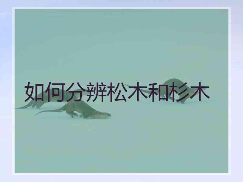 如何分辨松木和杉木