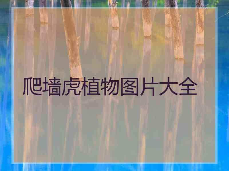 爬墙虎植物图片大全