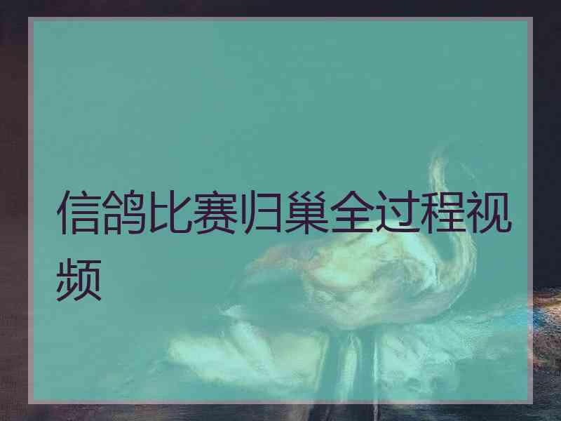 信鸽比赛归巢全过程视频