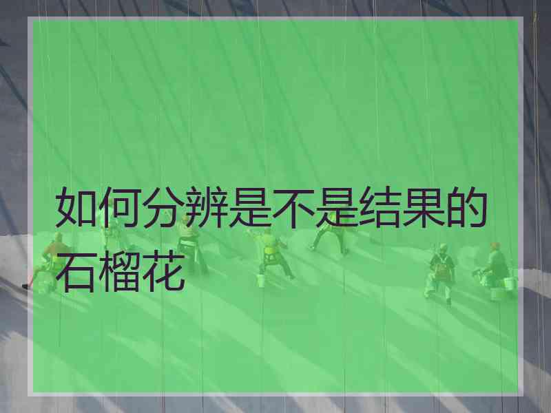 如何分辨是不是结果的石榴花