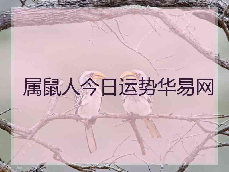 属鼠人今日运势华易网