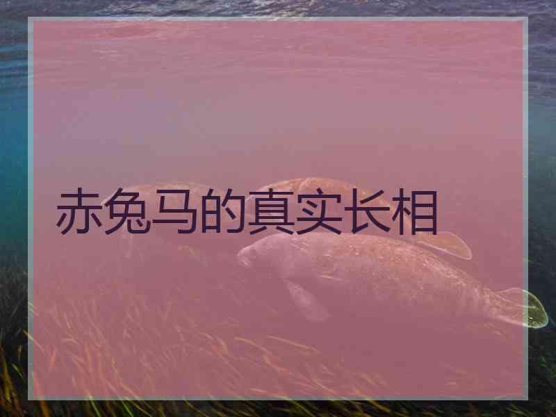 赤兔马的真实长相