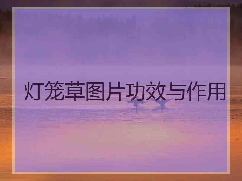 灯笼草图片功效与作用
