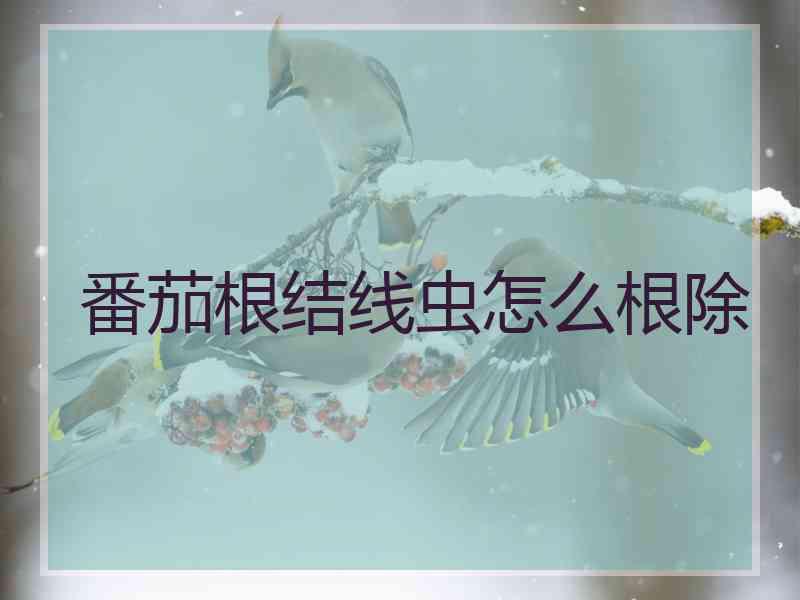 番茄根结线虫怎么根除