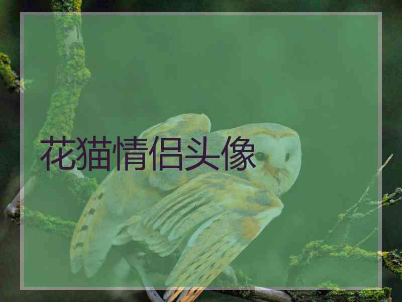 花猫情侣头像