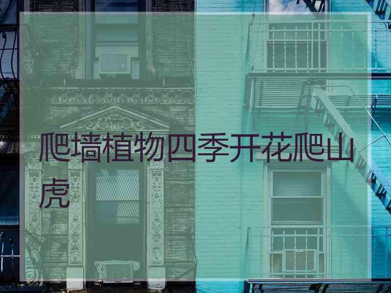 爬墙植物四季开花爬山虎