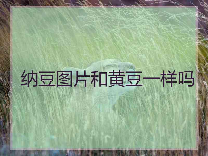 纳豆图片和黄豆一样吗