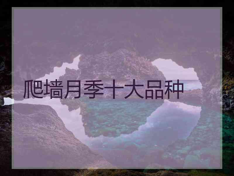 爬墙月季十大品种