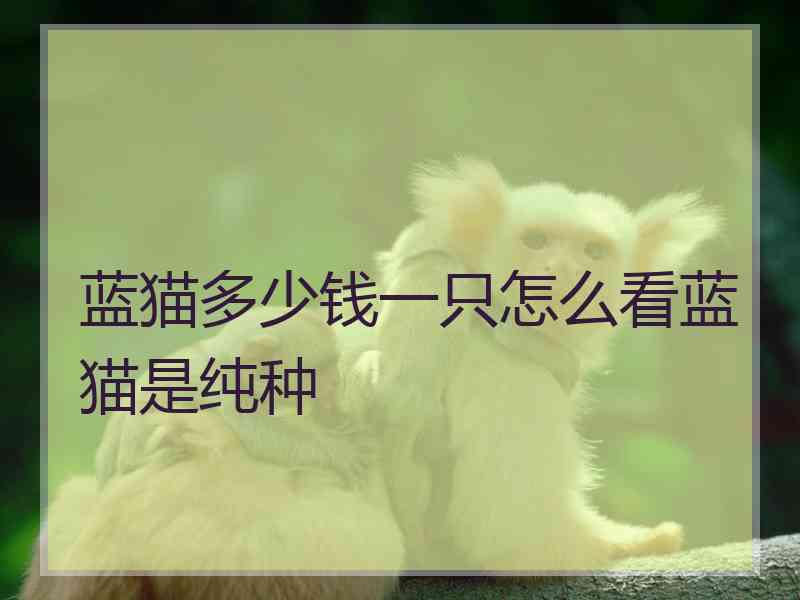 蓝猫多少钱一只怎么看蓝猫是纯种