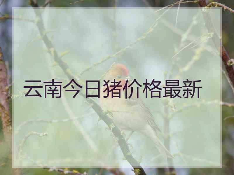 云南今日猪价格最新