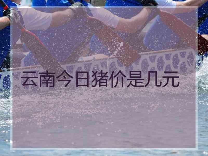 云南今日猪价是几元