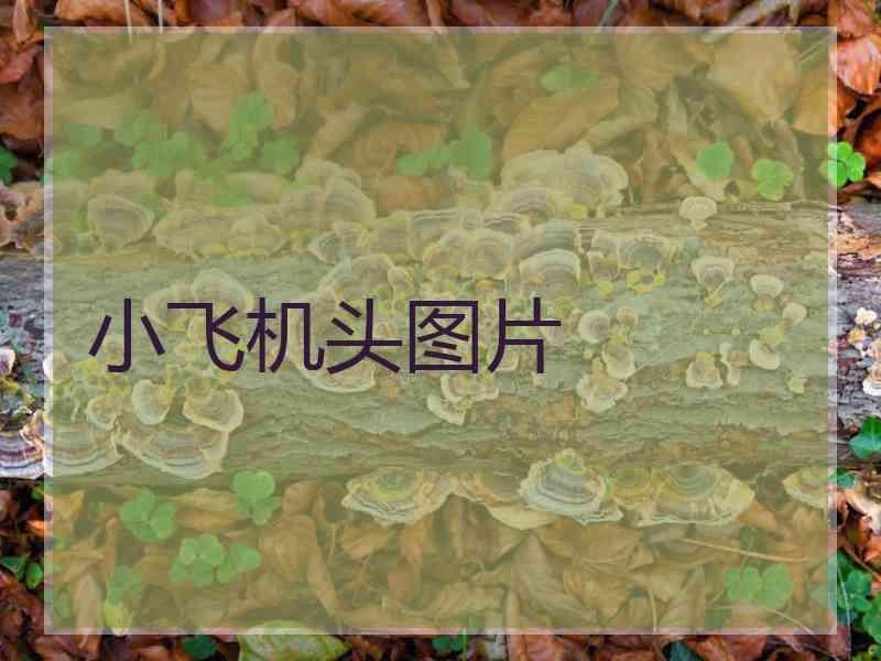 小飞机头图片